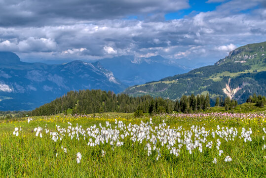 View of idyllic mountain scenery in the Alps with fresh green meadows in bloom on a beautiful sunny day in springtime. Hiking trail in Flumserberg region in Swiss Alps, Switzerland 