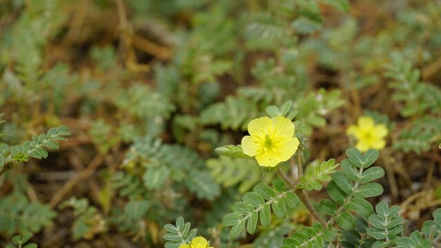flower of Tribulus cistoides Kingston buttercup, Burnut, Large yellow caltrop, Pagode, Kill Bukra