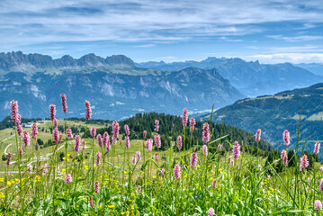 Beautiful flowers of the Bistorta Officinalis in bloom in the Swiss Alps. Blossoms of Bistorta Officinalis (Persicaria Bistorta), known as bistort, common bistort, European bistort or meadow bistort