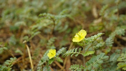 flower of Tribulus cistoides Kingston buttercup, Burnut, Large yellow caltrop, Pagode, Kill Bukra