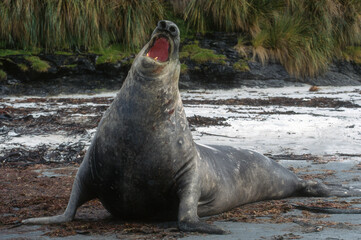 Eléphant de mer, Mirounga leonina,  male, combat, Iles Falkland, Malouines