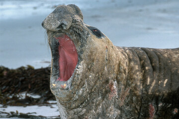 Eléphant de mer, Mirounga leonina,  male, combat, Iles Falkland, Malouines