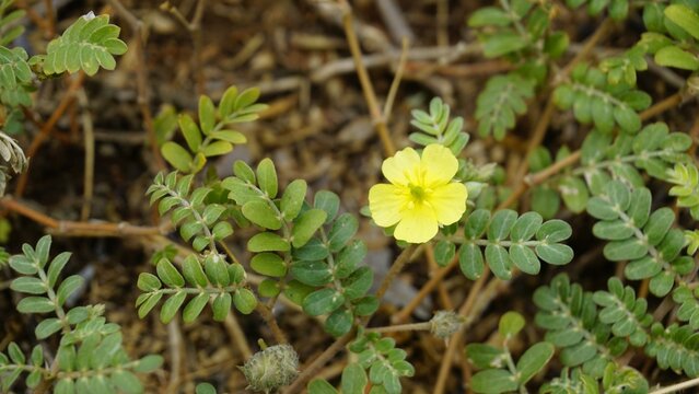 flower of Tribulus cistoides Kingston buttercup, Burnut, Large yellow caltrop, Pagode, Kill Bukra