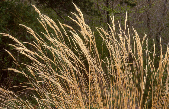 Chiendent rampant, Elymus repens, gramin&eacute;e
