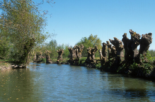 Fraximus excelsior, Fr&eacute;ne commun , taille t&eacute;tard, Marais Poitevin , 85, France