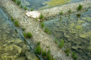 Limu Ruppie, ruppia maritima, Salicorne, Salicornia europaea, Marais salants, Guerande, Loire Atlantique, 44, France
