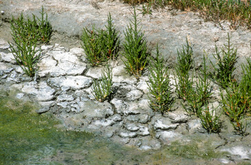 Salicorna europaea, Salicorne,  Marais salant, Guérande, 44, Loire Atlantique, France