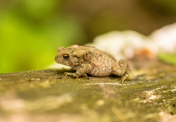 Toad
