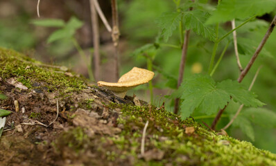 mushroom in the forest