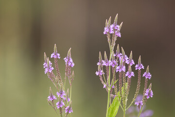 flowers in the garden