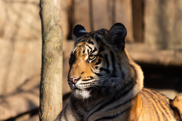 Tiger profile with blurred wooden background lit by evening light