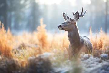 Foto op Aluminium deer in the forest © Kanchana