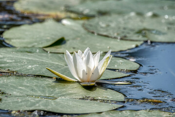 Photo eyecatchning water lilie in the blue sky © precinbe