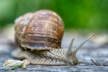 Helix pomatia also Roman snail or burgundy snail