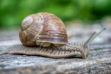 Helix pomatia also Roman snail or burgundy snail
