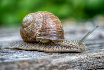 Helix pomatia also Roman snail or burgundy snail