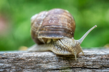 Helix pomatia also Roman snail or burgundy snail