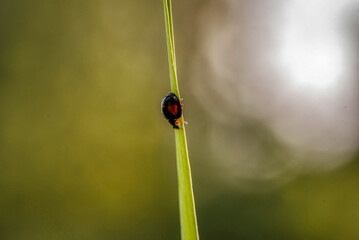 Black ladybug with orange spots
