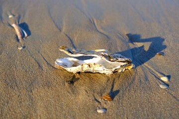 Blick auf eine Muschel am Nordsee Strand