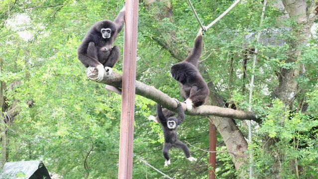 common gibbon, white-handed gibbon monkey playing on tree at the zoo. Gibbons are apes in the family Hylobatidae.