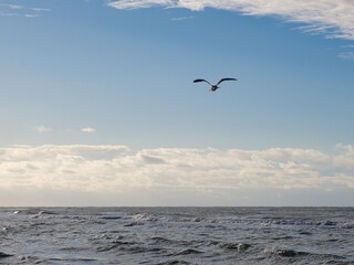 Blick auf eine Möwe an der niederländischen Nordsee