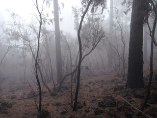 spooky forest in the fog