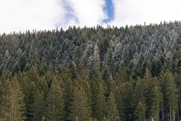 A view through the fog of a dense pine forest in Bansko, Bulgaria. Beautiful winter panoramic mountain landscape. Snowy mountains in Bansko, Bulgaria, nature background.
