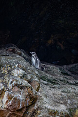 Ballestas Islands, Peru