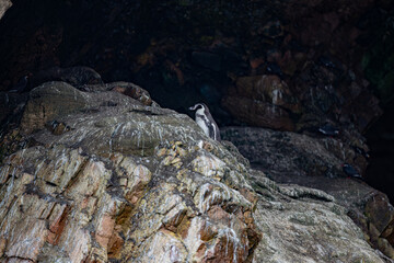 Ballestas Islands, Peru