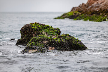 Ballestas Islands, Peru