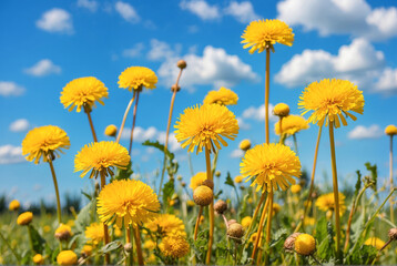 Fototapeta premium dandelions in the meadow and yellow flowers