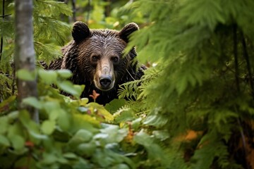 Fototapeta premium Embark on a gripping adventure as you navigate through a dense thicket in search of bears, each step deliberate amidst the tangled undergrowth. The air fills with the sounds of rustling leaves 