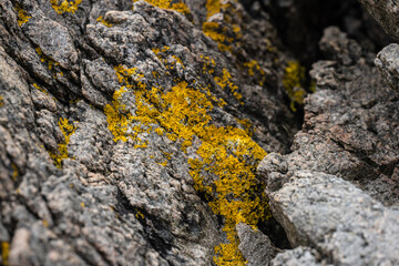 Crustose lichen on cliffside stone.