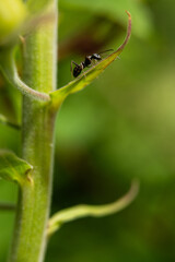 Black ant on green leaf.