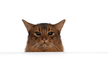 Handsome ruddy Somali cat, hiding behind surface. Looking over egde straight to camera. isolated on...