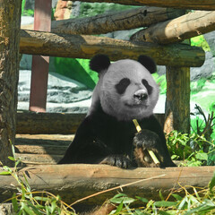 Happy Giant panda (Ailuropoda melanoleuca) with delicious bamboo