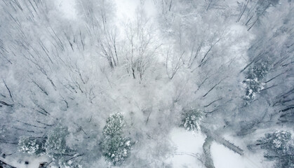 Trees in a snow-covered forest on a winter cloudy day. Aerial view.