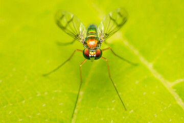 small and coloful long legged fly resting on a green leaf with copy space