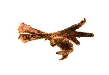 chicken bones isolated on white background