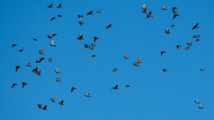 Flock of European Starling Flying in a Blue Sky