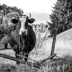 Czarno biała krowa na pastwisku na wsi w czerni i bieli - obrazy, fototapety, plakaty