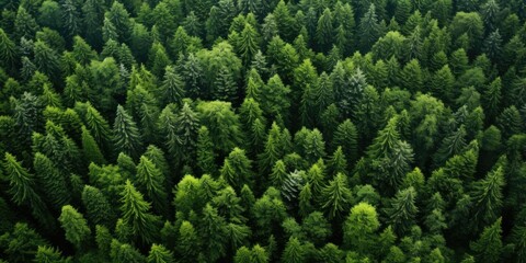 Aerial view of a dense green forest for environmental themes - obrazy, fototapety, plakaty