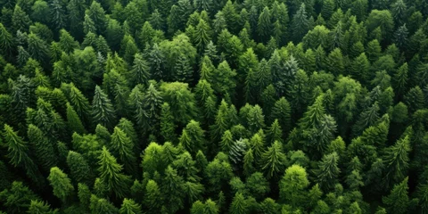 Foto op Aluminium Aerial view of a dense green forest for environmental themes © Made360