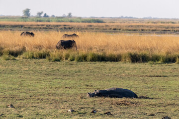Telephoto of a hippopotamus resting on land in chobe national park, Botswana.