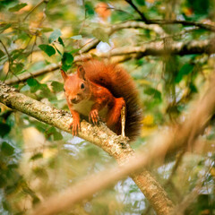 Naklejka na ściany i meble Bystra dzika wiewiórka na drzewie w parku