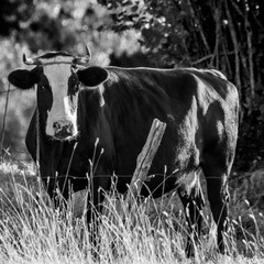 Czarno biała krowa na pastwisku na wsi w czerni i bieli - obrazy, fototapety, plakaty