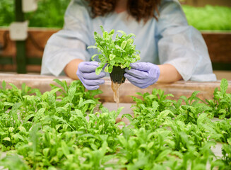 Close up of woman hands in sterile garden gloves holding pot with green leafy plant. Woman gardener...