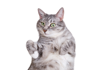 A grey cat is lying on a white blanket on its back with its belly up, isolated on a white background. A pet is resting on a warm bedspread