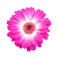 Pink gerbera flower, copy space for text. Gerbera flowers, like many other aster flowers, isolated on a white background