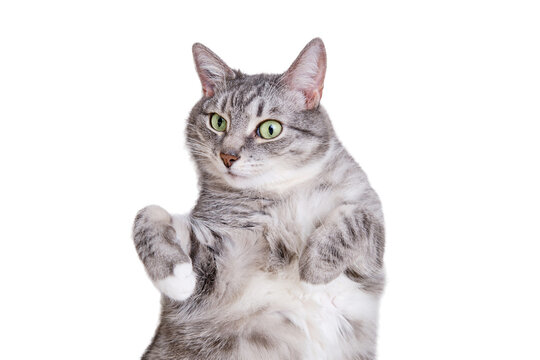A grey cat is lying on a white blanket on its back with its belly up, isolated on a white background. A pet is resting on a warm bedspread